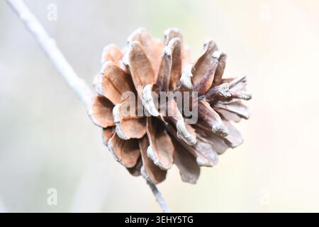Open pine cone hanging from a slender branch in nature, close-up macro shot of a brown conifer seed cone showing detailed woody scales Stock Photo