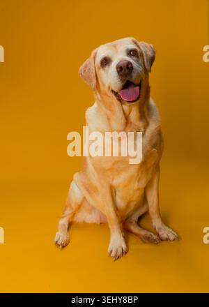 Yellow Labrador sat with mouth slightly open and a yellow background Stock Photo