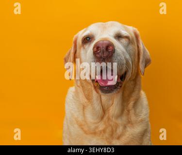 Portrait of old yellow labrador winking sat against a yellow background Stock Photo