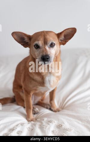 Chihuahua mixed with brown and white coat sitting upright on a textured white bedspread, calm and attentive, looking into the camera in a cozy bedroom Stock Photo