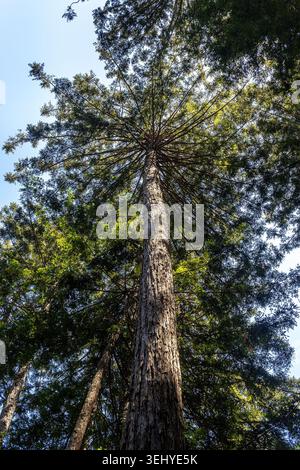 Redwood tree in Muir Woods National Monument, Marin County, California, low angle view looking up at tall redwoods in the forest Stock Photo