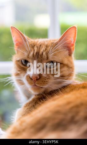 Orange cat looking at camera resting indoors Stock Photo