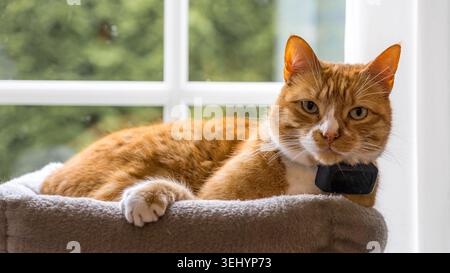 Orange cat relaxing in bed with GPS tracker Stock Photo