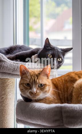 Black and ginger cats relaxing on comfortable cat tree Stock Photo