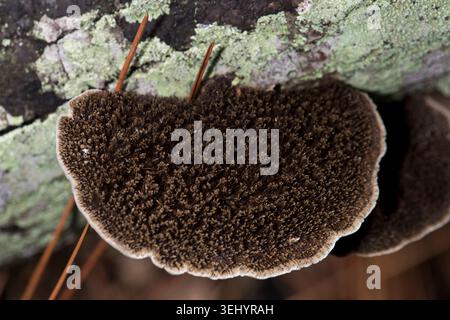 Common polypore mushroom of Florida west to Texas and Kansas. Annual. Forms on broadleaf trees. Inedible. Saint Petersburg, Florida. August. Stock Photo