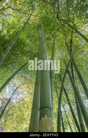 A low-angle perspective looking up through the towering canes of bamboo towards the light-filled canopy at Trebah Garden. Stock Photo