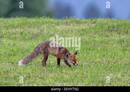 Rotfuchs Fuchs Vulpes vulpes auf einer Wiese bei der Futtersuche. Bayern Germany Allgäu *** Red fox Fox Vulpes vulpes on a meadow looking for food Bavaria Germany Allgäu Stock Photo