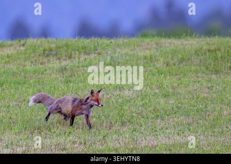 Rotfuchs Fuchs Vulpes vulpes auf einer Wiese bei der Futtersuche. Bayern Germany Allgäu *** Red fox Fox Vulpes vulpes on a meadow looking for food Bavaria Germany Allgäu Stock Photo