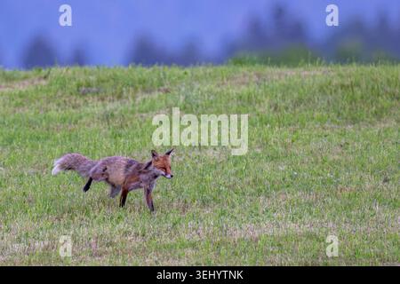 Rotfuchs Fuchs Vulpes vulpes auf einer Wiese bei der Futtersuche. Bayern Germany Allgäu *** Red fox Fox Vulpes vulpes on a meadow looking for food Bavaria Germany Allgäu Stock Photo
