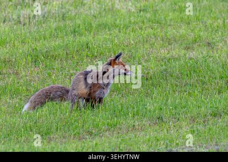 Rotfuchs Fuchs Vulpes vulpes auf einer Wiese bei der Futtersuche. Bayern Germany Allgäu *** Red fox Fox Vulpes vulpes on a meadow looking for food Bavaria Germany Allgäu Stock Photo