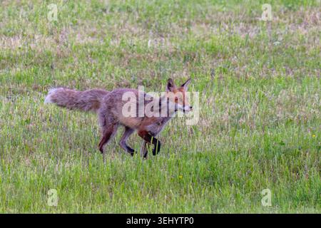 Rotfuchs Fuchs Vulpes vulpes auf einer Wiese bei der Futtersuche. Bayern Germany Allgäu *** Red fox Fox Vulpes vulpes on a meadow looking for food Bavaria Germany Allgäu Stock Photo