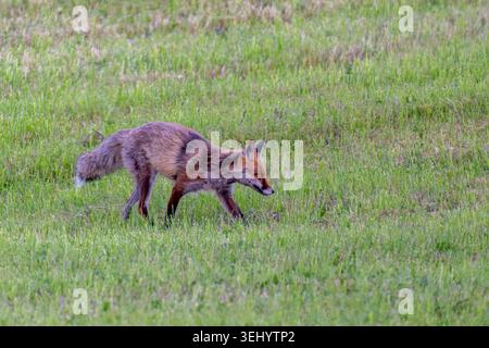 Rotfuchs Fuchs Vulpes vulpes auf einer Wiese bei der Futtersuche. Bayern Germany Allgäu *** Red fox Fox Vulpes vulpes on a meadow looking for food Bavaria Germany Allgäu Stock Photo
