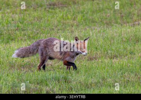 Rotfuchs Fuchs Vulpes vulpes auf einer Wiese bei der Futtersuche. Bayern Germany Allgäu *** Red fox Fox Vulpes vulpes on a meadow looking for food Bavaria Germany Allgäu Stock Photo