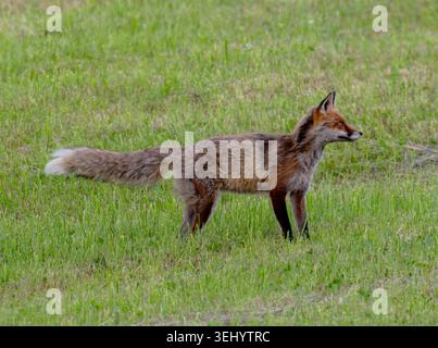 Rotfuchs Fuchs Vulpes vulpes auf einer Wiese bei der Futtersuche. Bayern Germany Allgäu *** Red fox Fox Vulpes vulpes on a meadow looking for food Bavaria Germany Allgäu Stock Photo
