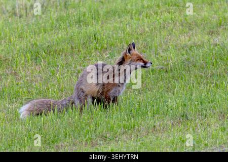 Rotfuchs Fuchs Vulpes vulpes auf einer Wiese bei der Futtersuche. Bayern Germany Allgäu *** Red fox Fox Vulpes vulpes on a meadow looking for food Bavaria Germany Allgäu Stock Photo