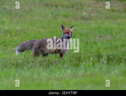Rotfuchs Fuchs Vulpes vulpes auf einer Wiese bei der Futtersuche. Bayern Germany Allgäu *** Red fox Fox Vulpes vulpes on a meadow looking for food Bavaria Germany Allgäu Stock Photo