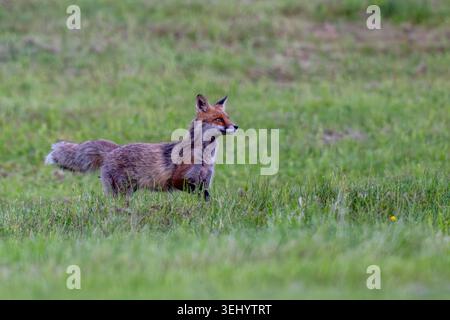 Rotfuchs Fuchs Vulpes vulpes auf einer Wiese bei der Futtersuche. Bayern Germany Allgäu *** Red fox Fox Vulpes vulpes on a meadow looking for food Bavaria Germany Allgäu Stock Photo