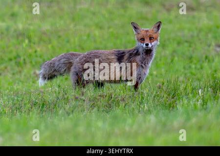 Rotfuchs Fuchs Vulpes vulpes auf einer Wiese bei der Futtersuche. Bayern Germany Allgäu *** Red fox Fox Vulpes vulpes on a meadow looking for food Bavaria Germany Allgäu Stock Photo