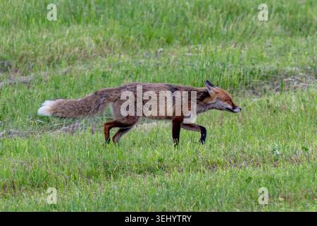 Rotfuchs Fuchs Vulpes vulpes auf einer Wiese bei der Futtersuche. Bayern Germany Allgäu *** Red fox Fox Vulpes vulpes on a meadow looking for food Bavaria Germany Allgäu Stock Photo
