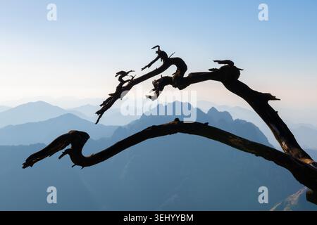 View of a silhouetted gnarled pine tree branch overlooking the misty peaks and layered mountain ridges of Yellow Mountain Huangshan City, Anhui, China Stock Photo