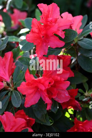 Indian Azalea, Red Azalea, Sims's Azalea or Indoor Azalea, Rhododendron simsii, Ericaceae. Taiwan and Myanmar, Asia. The species is common in Hong Kon Stock Photo