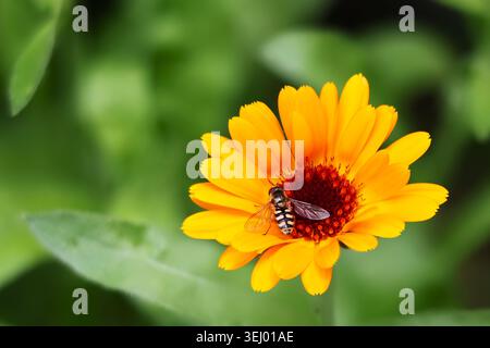 Macro close-up of a hoverfly resting on a vibrant orange calendula flower against a soft green bokeh background Stock Photo