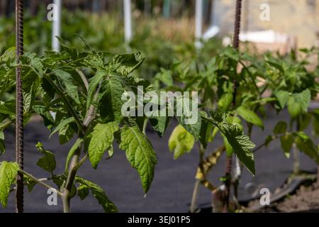Cherry tomatoes are being grown in a garden. The plants have green leaves and are positioned near support structures under sunlight. Stock Photo