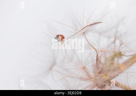 Ladybug on fluffy Dandelion on white background Stock Photo