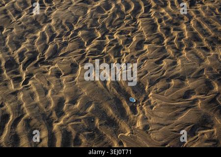 Single shell lying among intricate tidal ripple marks across dark golden wet sand on beach at low tide Stock Photo