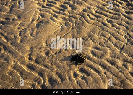 Single clump of seaweed resting on warm golden tidal ripple marks across exposed sand on beach at low tide Stock Photo
