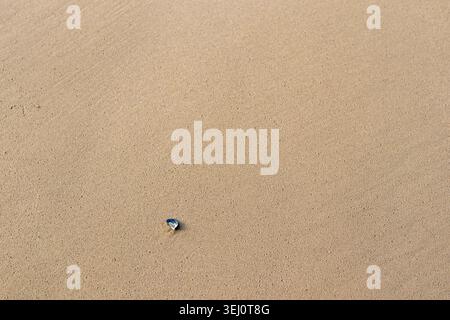 Single small shell lying alone on vast expanse of smooth wet sand on beach at low tide Stock Photo