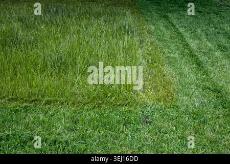 Fresh green grass lawn with freshly mowed path and natural texture background outdoors Stock Photo