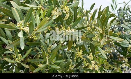 Olive tree branches with small white flowers and green leaves, showcasing the natural growth and characteristics of the plant in a garden setting Stock Photo