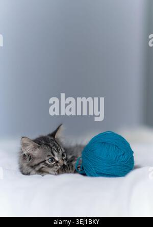 Funny gray kitten playing with balls skeins of thread on bed. sweetly playful kitten lies on a white plaid in the home. Stock Photo