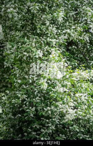 Blooming bird cherry (Prunus padus). White flowers of Hackberry, hagberry, heckberry, hog cherry Stock Photo