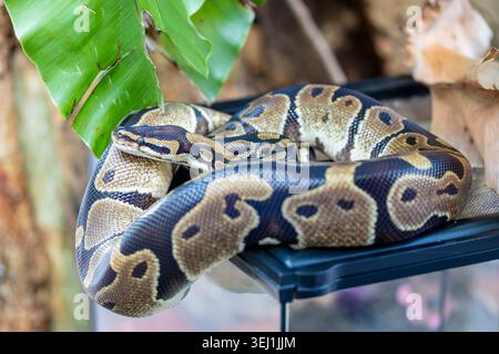 the closeup image of a Ball Python (Python regius).  It is a python species native to West and Central Africa, Stock Photo