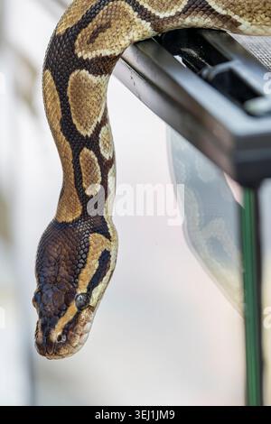 the closeup image of a Ball Python (Python regius).  It is a python species native to West and Central Africa, Stock Photo