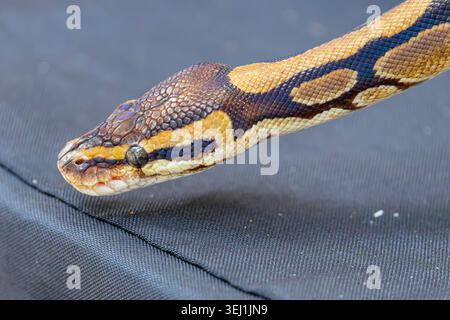 the closeup image of a Ball Python (Python regius).  It is a python species native to West and Central Africa, Stock Photo