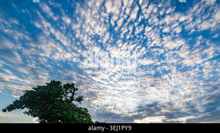 View of a vast blue sky filled with white altocumulus clouds above a green tree canopy in Rio de Janeiro, State of Rio de Janeiro, Brazil. Stock Photo