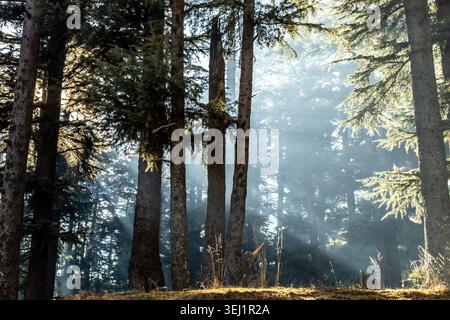 View of sunlight streaming through tall cedar trees in a misty forest at Sirikot Hill Station Muzaffarabad, Garhi Habibullah, Azad Kashmir, Pakistan. Stock Photo