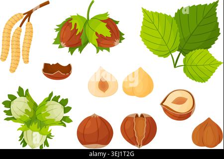 Botanical hazelnut vector clipart set featuring nuts on branch, green leaves, hazel catkins, peeled kernels, and cracked shells. Flat illustration pack for organic food branding and packaging. Stock Vector