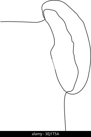 A simple and elegant one-line drawing depicting the outline of a human spleen on a white background. Stock Vector