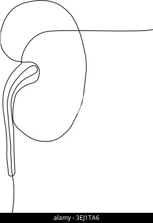 A simple, minimalist line drawing depicting a human kidney on a plain background, highlighting the organ's basic shape and structure. Stock Vector