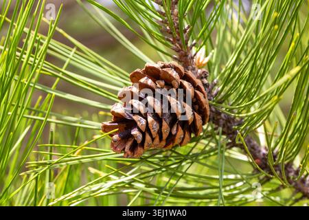 Macro of Mature Black Pine Conifer Cone on Pine Tree Branch Stock Photo