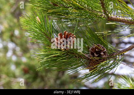 Macro of Two Mature Black Pine Conifer Cones on Pine Tree Branch Stock Photo