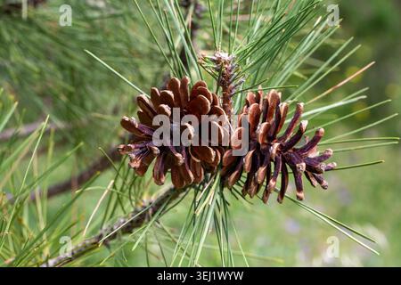 Macro of Two Mature Black Pine Conifer Cones on Pine Tree Branch Stock Photo
