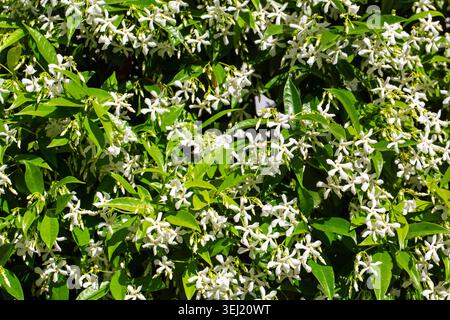 Full Frame Pattern of White Star Jasmine Trachelospermum jasminoides Flowers Stock Photo