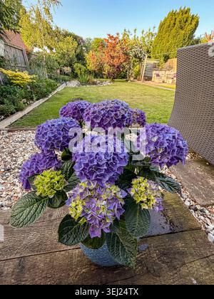 Beautiful blue hydrangea flowers in a pot on a wooden garden patio with a green lawn and trees in the background during a sunny day Stock Photo