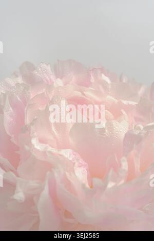 Soft pink peony flowers on a light gray background, close-up, delicate petals, airy composition, copy space. Stock Photo