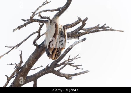 African honey bees (Apis mellifera) on honeycomb, Serengeti, Tanzania Stock Photo